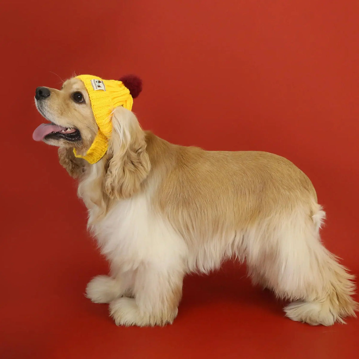 Winter Solid Luxury Knitted Pet Hat with Pom-Pom-Warm & Cute Dog Beanie for Small Breeds